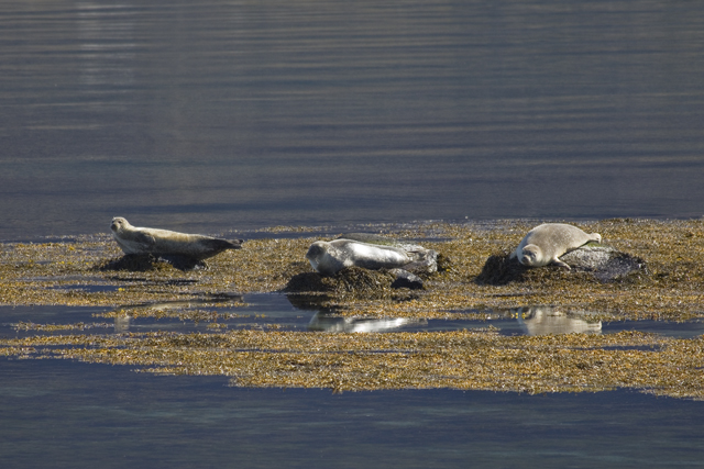 2011-06-30_09-54-38 island.jpg - Faule Seehunde (Phoca vitulina)